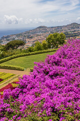 Bougainvillea in the botanical garden with Funchal in the background