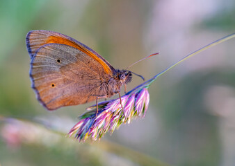 Coenonympha pamphilus butterfly on a evening sun