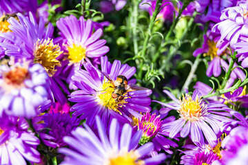 Obraz premium Beautiful wild flower winged bee on background foliage meadow