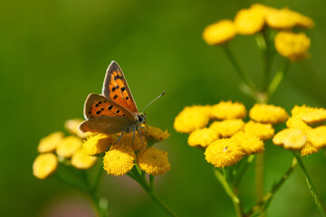 Brauner Feuerfalter (Lycaena tityrus) Weibchen	