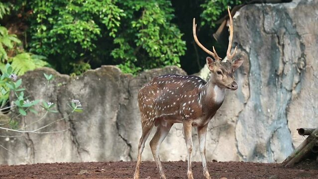 Rusa Totol with the scientific name Axis axis at Zoo in Raguna. Other names are Spotted deer, Chital deer, or Axis deer