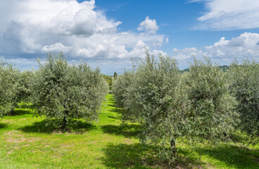 Fototapeta na wymiar Olive trees outside city of Montepulciano, Tuscany Italy
