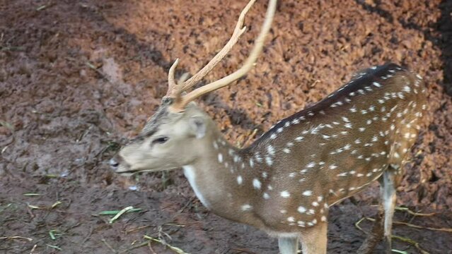 Rusa Totol with the scientific name Axis axis at Zoo in Raguna. Other names are Spotted deer, Chital deer, or Axis deer,