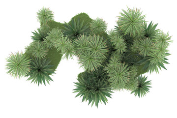 Tropical forest isolated on transparent background. 3d rendering - illustration