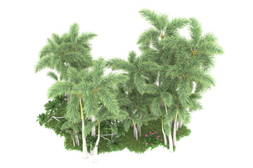 Tropical forest isolated on transparent background. 3d rendering - illustration