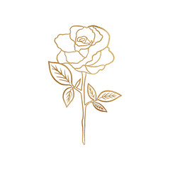 Gold Rose Drawing