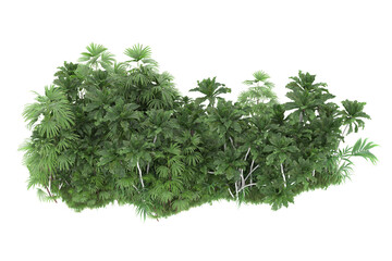 Tropical forest isolated on transparent background. 3d rendering - illustration