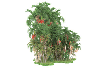 Tropical forest isolated on transparent background. 3d rendering - illustration