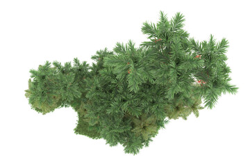 Tropical forest isolated on transparent background. 3d rendering - illustration