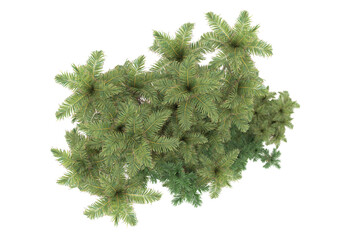 Tropical forest isolated on transparent background. 3d rendering - illustration