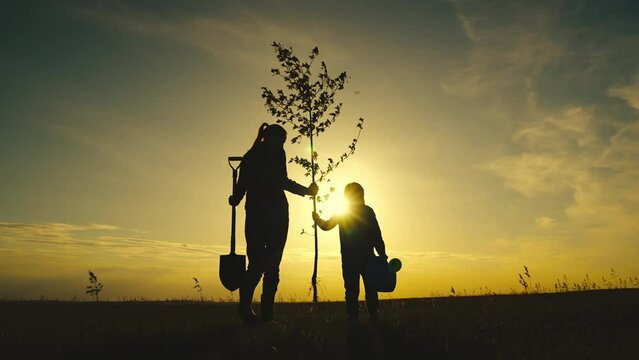 fresh tree seedling sunset, young roots, soil ground, plant garden, silhouette happiness family mother child, senior farmer with child kid daughter girl plants tree garden, sunny spring summer, sunset