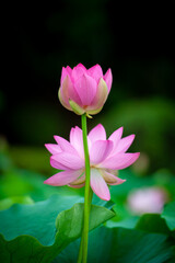 Fototapeta premium 蓮の花