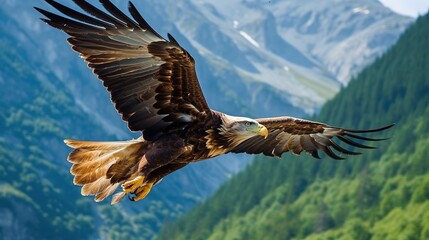 Obraz premium An adult bald eagle (Haliaeetus leucocephalus), Alaska, United States of America, North America. Generative AI