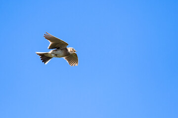 Obraz premium Singende Feldlerche im Flug