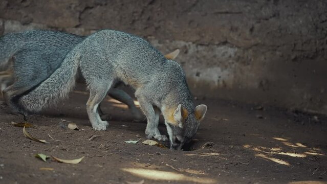 South American Gray Fox Digging Soil - slow motion