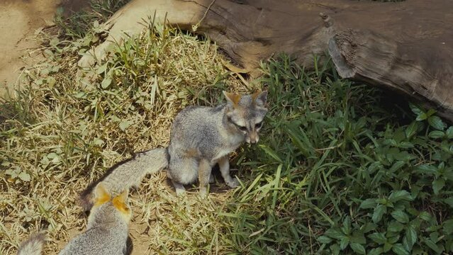 South American Gray Foxes In Its Natural Habitat - slow motion