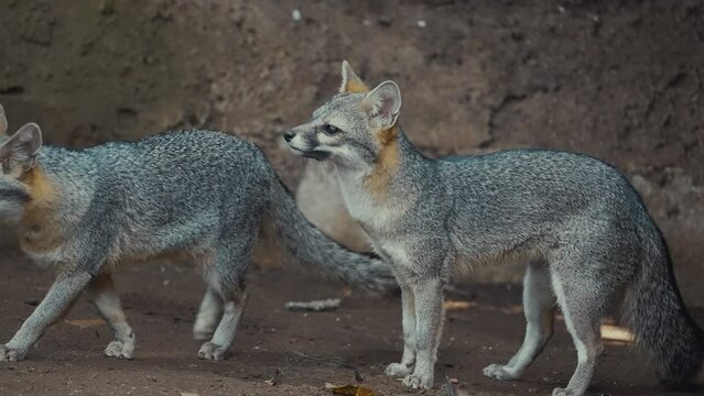 South American Gray Fox In A Wildlife Reserve - slow motion