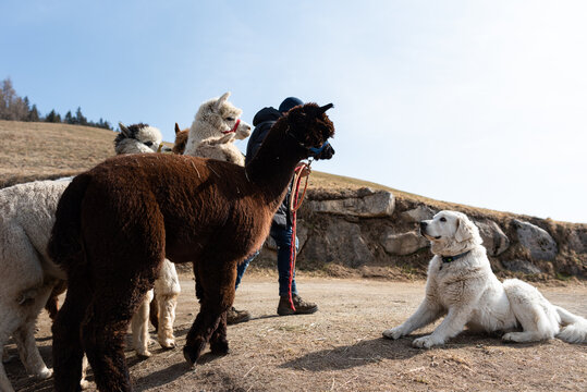 Allevamento di Alpaca in Trentino Alto Adige, passeggiata con gli Alpaca in montagna