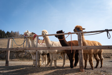 Allevamento di Alpaca in Trentino Alto Adige, passeggiata con gli Alpaca in montagna