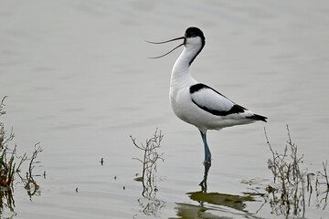 Säbelschnäbler // Pied avocet (Recurvirostra avosetta) 