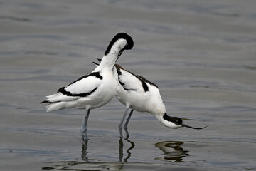 Mating audition of the Pied avocet // Paarungsvorspiel beim Säbelschnäbler (Recurvirostra avosetta) 