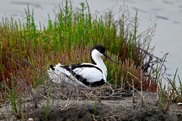 breeding Pied avocet // brütender Säbelschnäbler (Recurvirostra avosetta) 