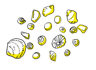 seashell beachcombing