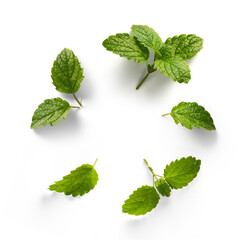 Obraz na płótnie Canvas fresh mint leaves collection with real transparent shadow isolated on transparent background; png design element