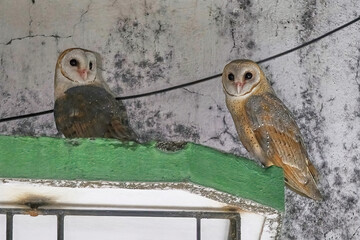 Barn owl