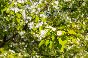 close-up shot of apple blossom tree in spring.