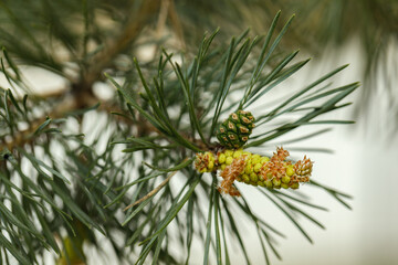 Pine tree new sprout with new cone macro close up. Close up of green pine needles. Natural background