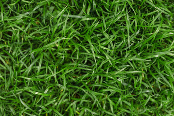 Fototapeta na wymiar Natural green grass background, fresh lawn top view
