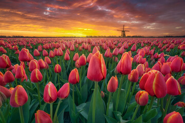 Vibrant Red Tulips and a Dutch Windmill Paint a Breathtaking Sunset Scene. A Dutch Windmill...