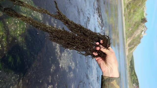 close up of fresh Fucus vesiculosus brown seaweed in the hand of a man against the backdrop of a beautiful landscape on the sea coast. Vertical video. healthy eating and natural food concept