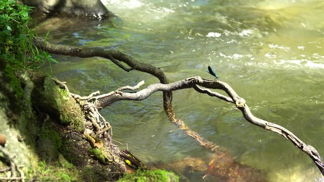 A blue dragonfly sits on a branch above a stormy stream of a mountain river. Green bright vegetation on the shore in patches of sunlight.
