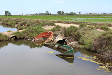 Boats cemetery at Delta de l'Ebre. Abandoned old wooden boats.