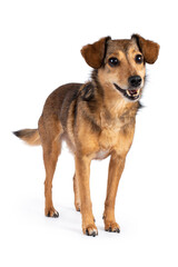 Fantastic looking elder dog, standing side ways looking beside camera, isolated on a white background
