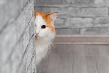 domestic cat peeks out from around the corner of the room. .