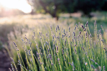 Provence - lavender field