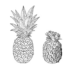 Pineapple sketch. Vector illustration. Isolated on a white background. Hand-drawn style.