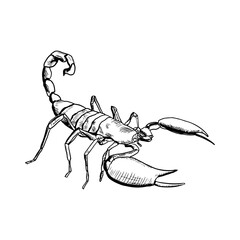 Scorpion illustration. Vector sketch. Isolated object on a white background. Hand-drawn style.