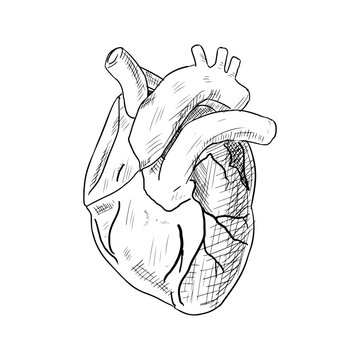 Human heart anatomy sketch. Vector illustration. Isolated on white. Hand-drawn style.