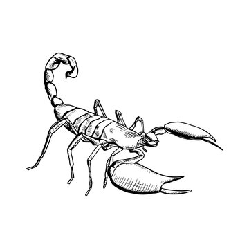 Scorpion illustration. Vector sketch. Isolated object on a white background. Hand-drawn style.