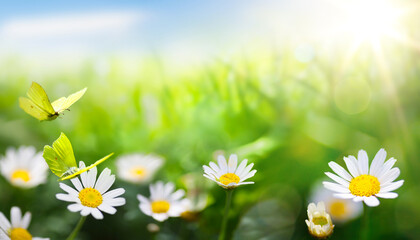 art abstract; Beautiful summer  background with fresh green grass and wild chamomile flowers in sunny meadow