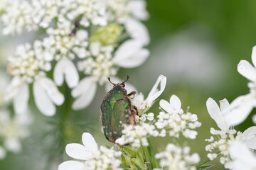 花の蜜を吸うハナムグリ