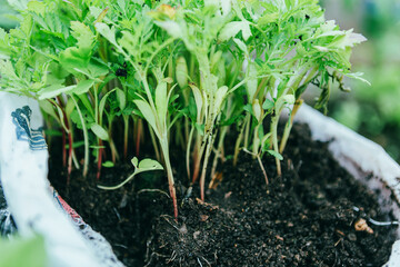 Closeup portrait. Beautiful blond young woman having fun eating big french hot dog and making selfie in fast food restaurant portrait. High quality photo. Russia, 06 November 2023. Soft focus