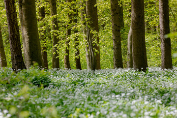 Selective focus white flowers of Allium ursinum, Ramsons (Daslook) in the forest, Edible wild leek or wood garlic vegetable, Flowering plant in the amaryllis family Amaryllidaceae, Nature background.