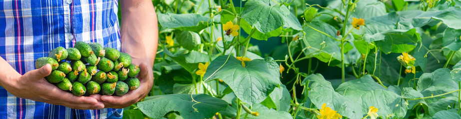 freshly picked cucumbers in hands. Selective focus.