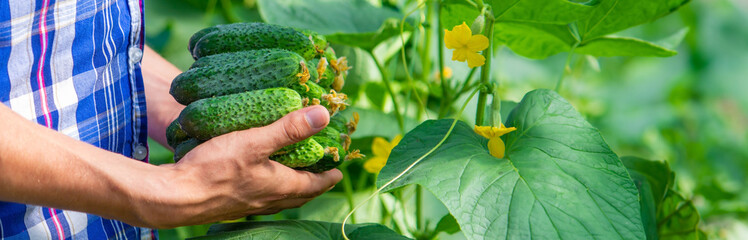 freshly picked cucumbers in hands. Selective focus.