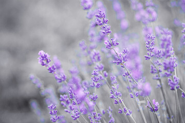 Selective focus on purple lavender flowers on blur background. Lavender field under the sunset in summer